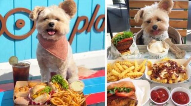Era uno dei cani più affamati del canile: i suoi nuovi padroni decidono di fargli fare un tour dei migliori ristoranti della città