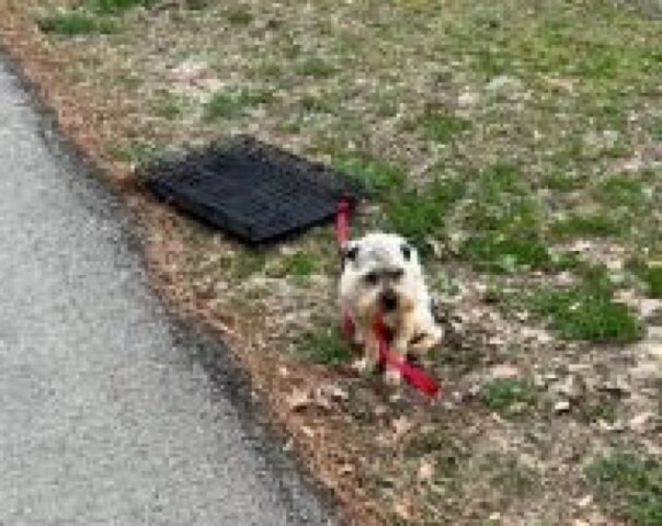 Cane abbandonato legato a una cassa metallica, la storia di Explorer