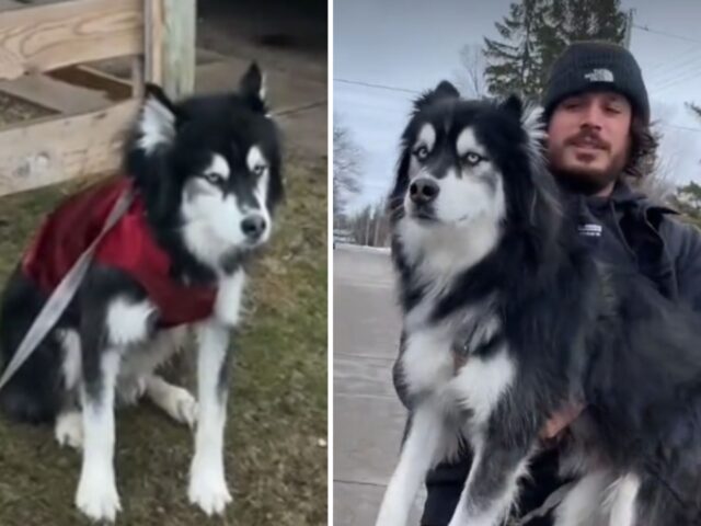 La proprietaria di questo cane spiega tutti i motivi per cui lui si è arrabbiato nel corso di un’intera settimana di scherzi