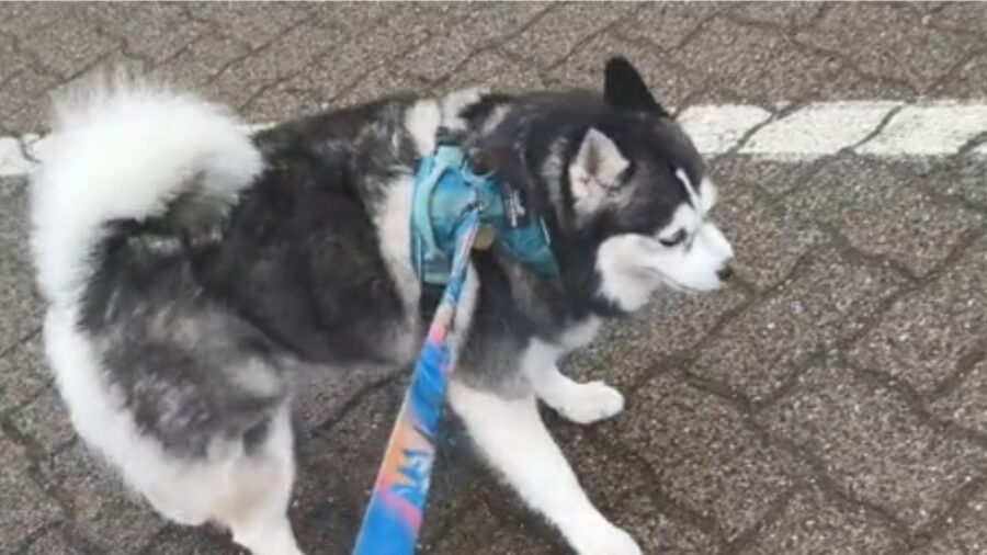 husky all'aperto