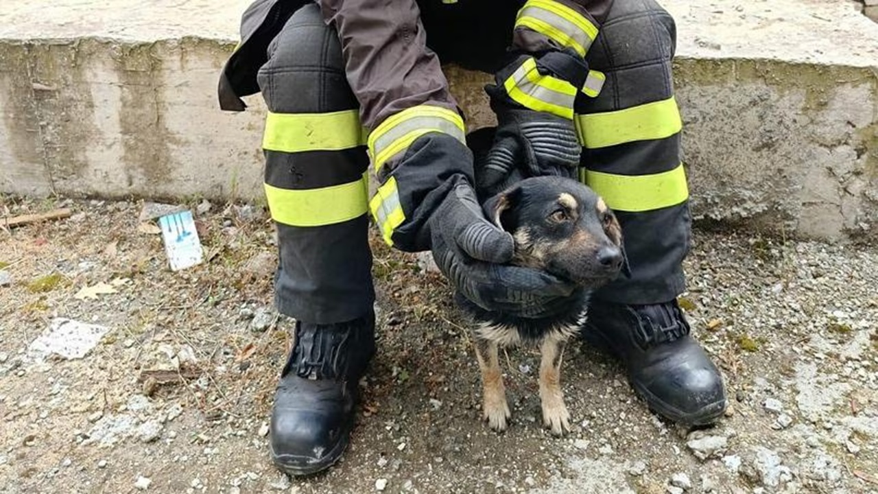 Cane salvato dai vigili del fuoco