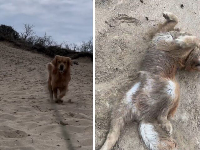 Questo Golden Retriever si è guadagnato il soprannome di “mostro delle sabbie” e il motivo è abbastanza evidente