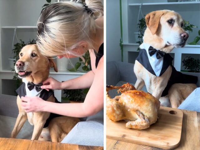 Il Labrador è anziano, ma niente impedisce alla sua mamma umana di avere un appuntamento perfetto con lui