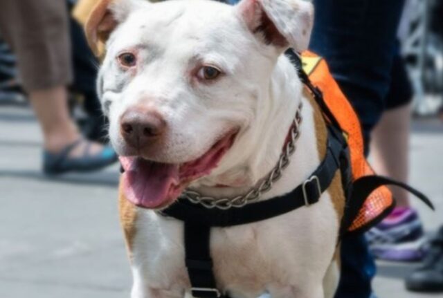 Colpito da un proiettile per salvare il suo padrone, questo cane rimane solo ma presto ottiene una seconda possibilità