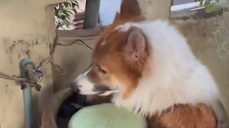 cagnolino nel barile