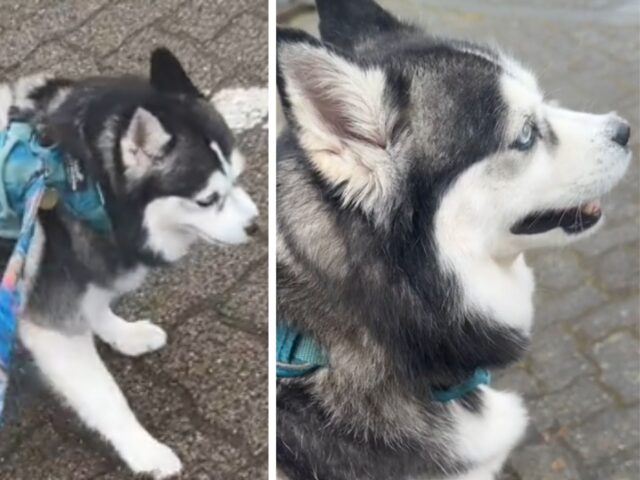 L’Husky che si ferma a osservare il panorama e si emoziona fa sciogliere i cuori di tutti