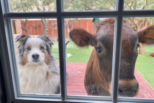 Un piccolo eroe: il vitello malato era rimasto solo a terra, abbandonato da tutti, finché il cane non ha cambiato tutto