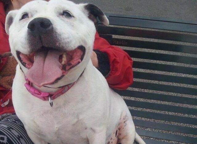 Cane dal ponte dell’arcobaleno manda segnali alla sua proprietaria