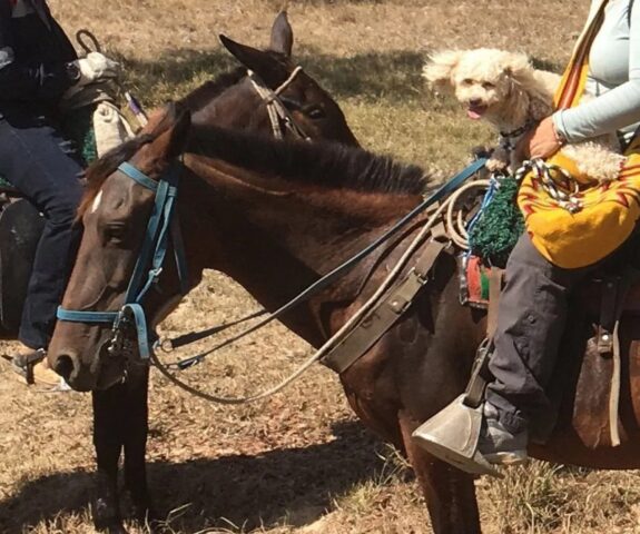 Cane di città va in campagna dai nonni e diventa un altro