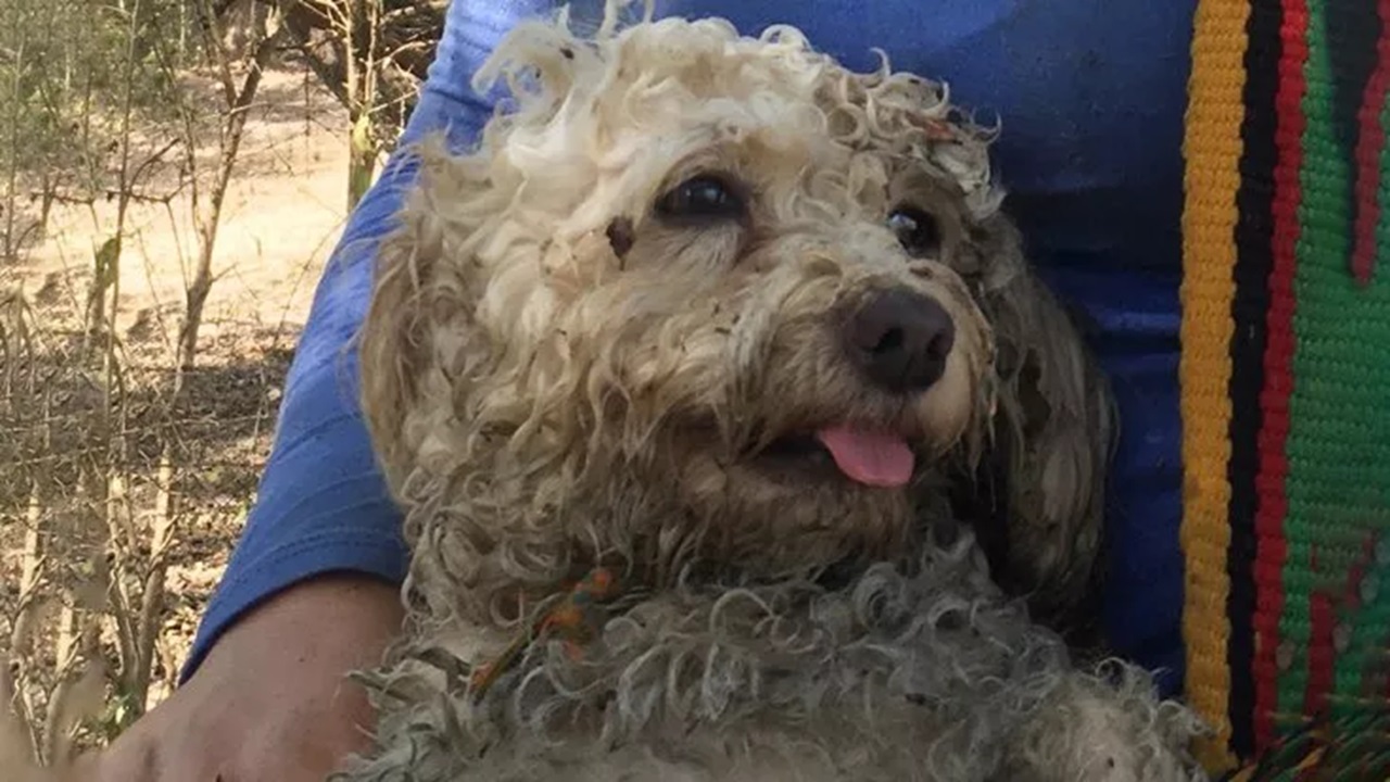 cane di città in campagna