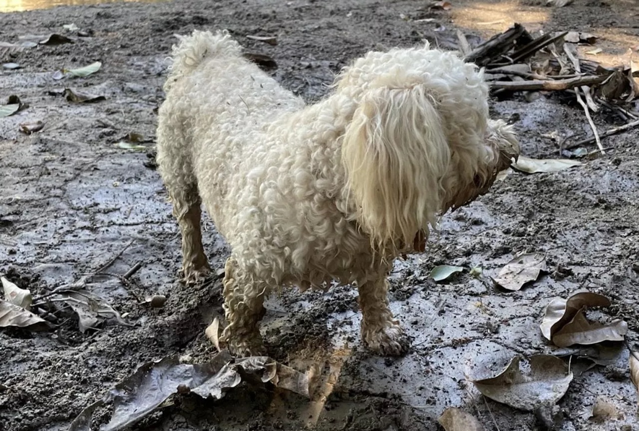 cane sporco