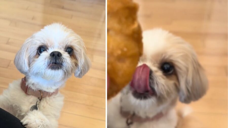 cagnolino con sguardo incuriosito