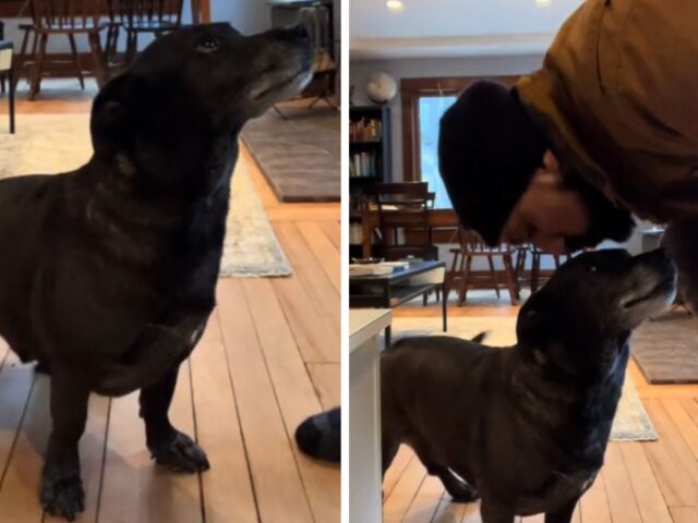 Una routine piena d’amore: così questo cane aspetta il bacio del papà umano prima di iniziare a mangiare