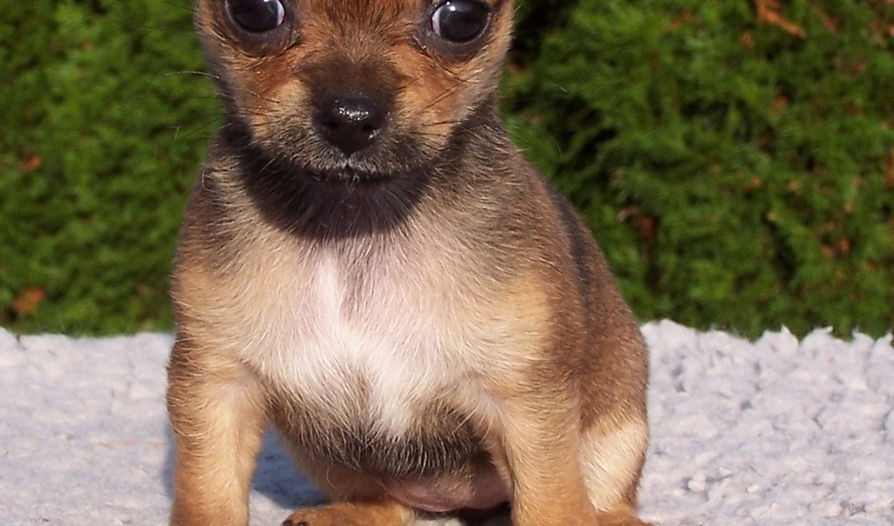 Cucciolo di cane