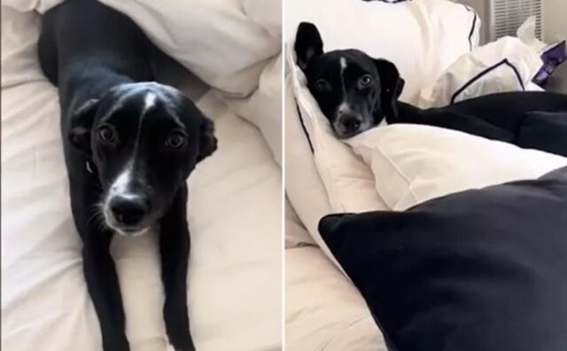 Questo cane disfa il letto ogni giorno, ma la ragione per cui lo fa è così tenera da far quasi commuovere (VIDEO)