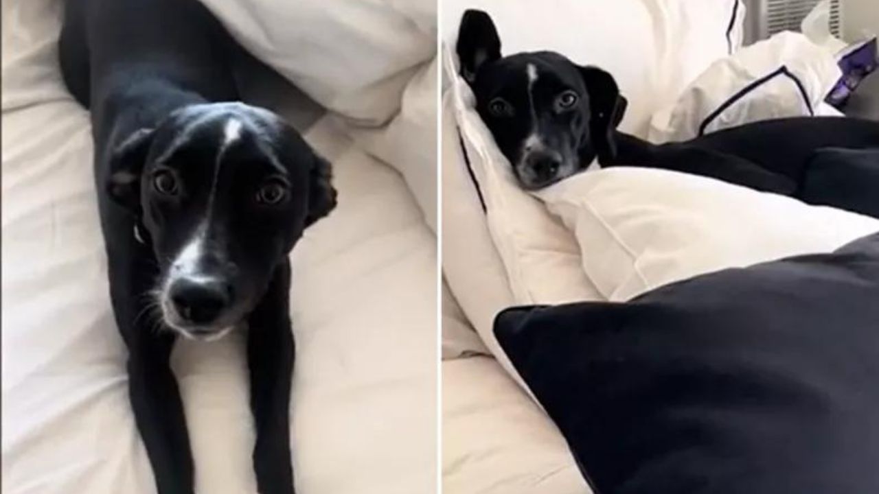 cane nel letto