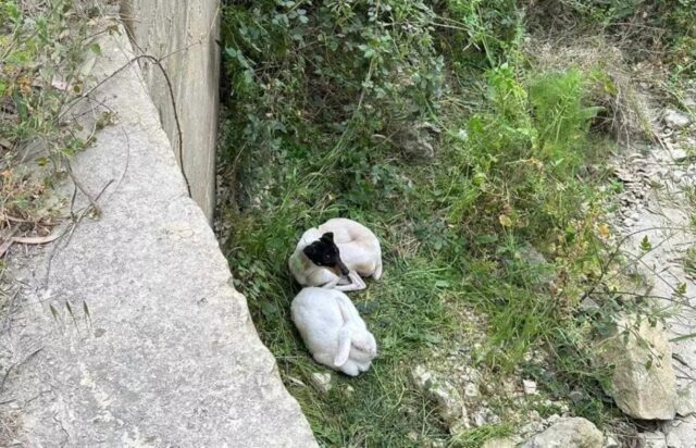 Cane e coniglio abbandonati insieme: i due sono inseparabili