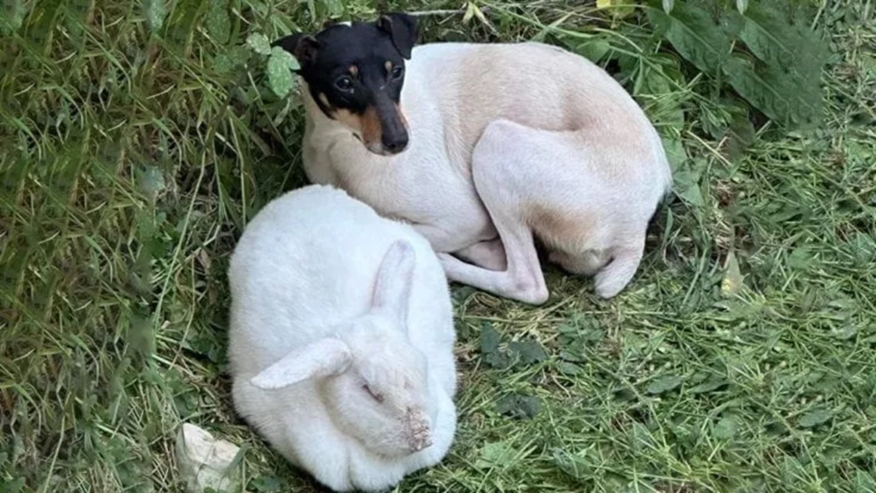 Cane e coniglio abbandonati insieme