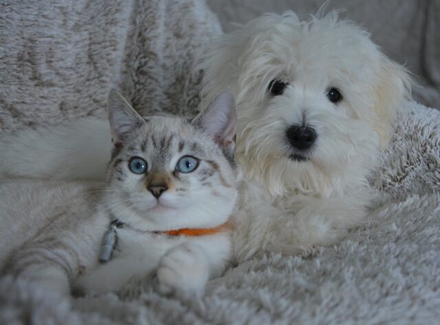 Cane e gatto portano gli anelli agli sposi al posto dei nipotini: giusto o sbagliato?