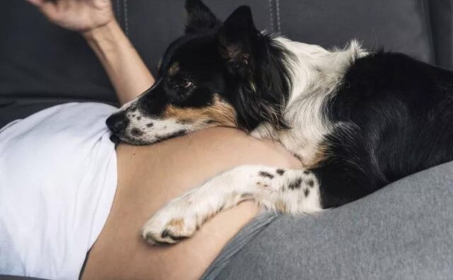 Questo è il momento esatto in cui la mamma umana ha avuto la certezza che il cane ha percepito la gravidanza (VIDEO)