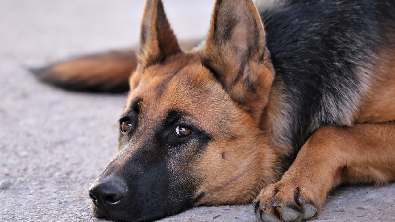 Maltrattamento di cani