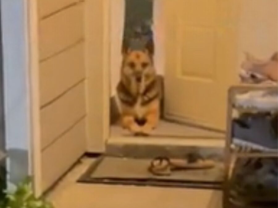 L’ex cagnolina randagia, da poco adottata, fa l’inaspettato quando la proprietaria lascia accidentalmente la porta aperta