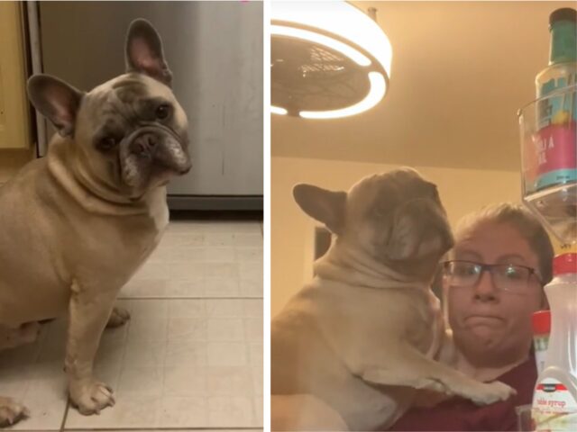 Il Bulldog Francese smaschera la sua mamma: sa perfettamente che sta nascondendo il suo snack preferito