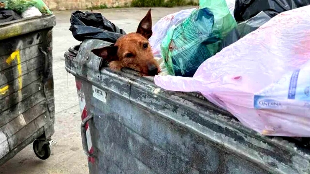 Cane in un cassonetto a Palermo