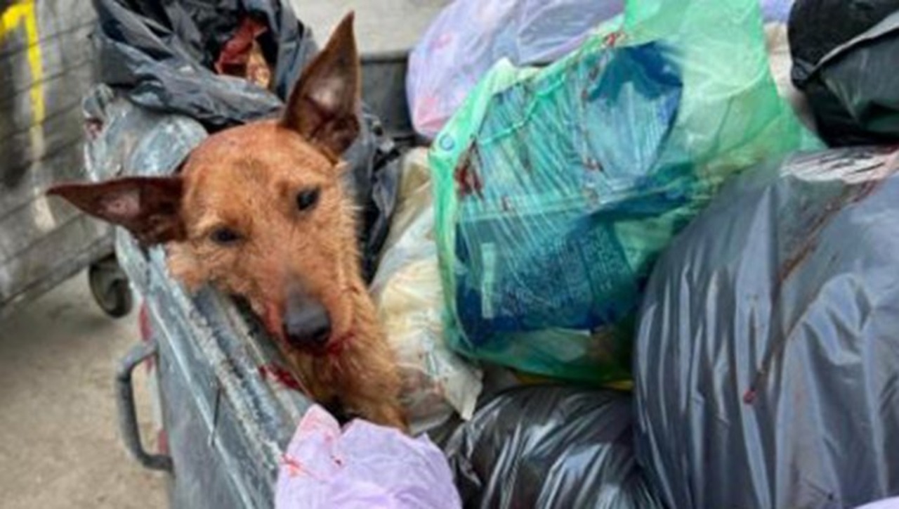 Cane tra i rifiuti