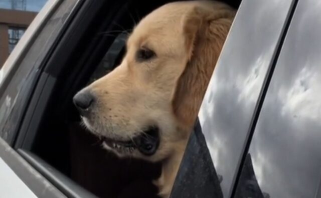 La fila è troppo lunga e lui non ce la fa più: il Golden Retriever inizia a lamentarsi sonoramente (VIDEO)