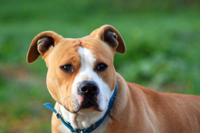 Cane legato fuori dal condominio, senza nemmeno un riparo: proprietario denunciato