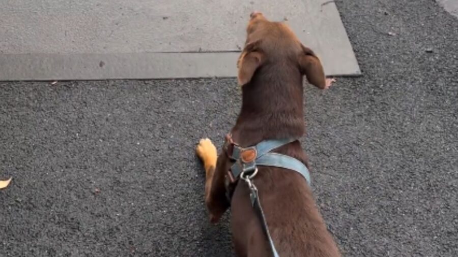 cagnolino sull'asfalto