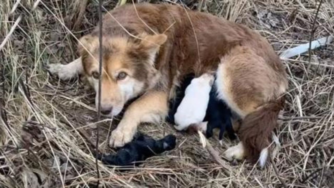 cane nell'erba secca