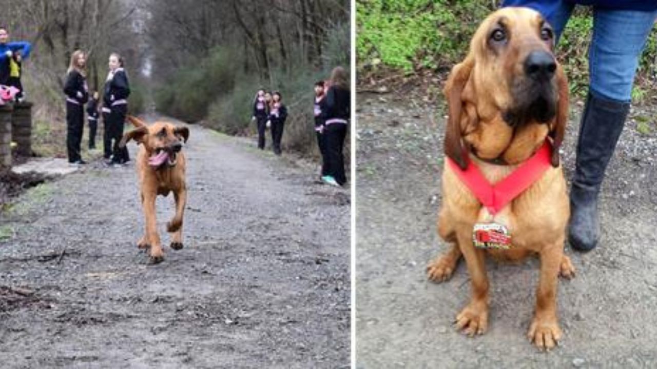 cane partecipa mezza maratona