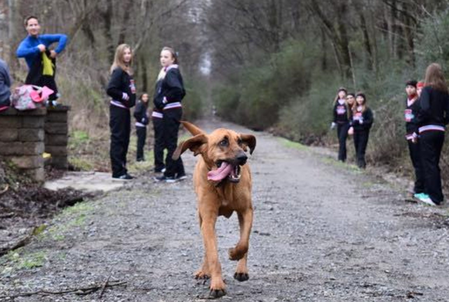 cane partecipa mezza maratona