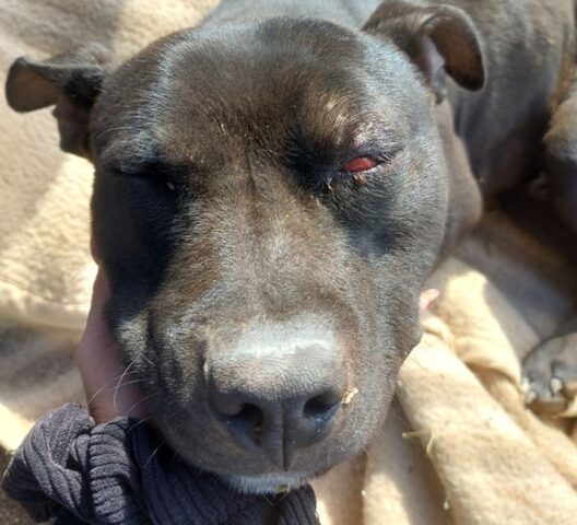 Cane picchiato a Palermo: tentano di seppellirlo vivo, due ragazzi denunciati