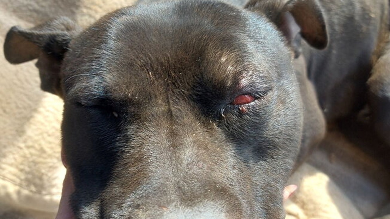 Cane picchiato a Palermo