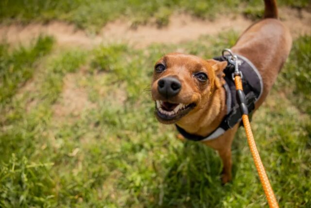 Quante volte al giorno il cane fa la pipì?