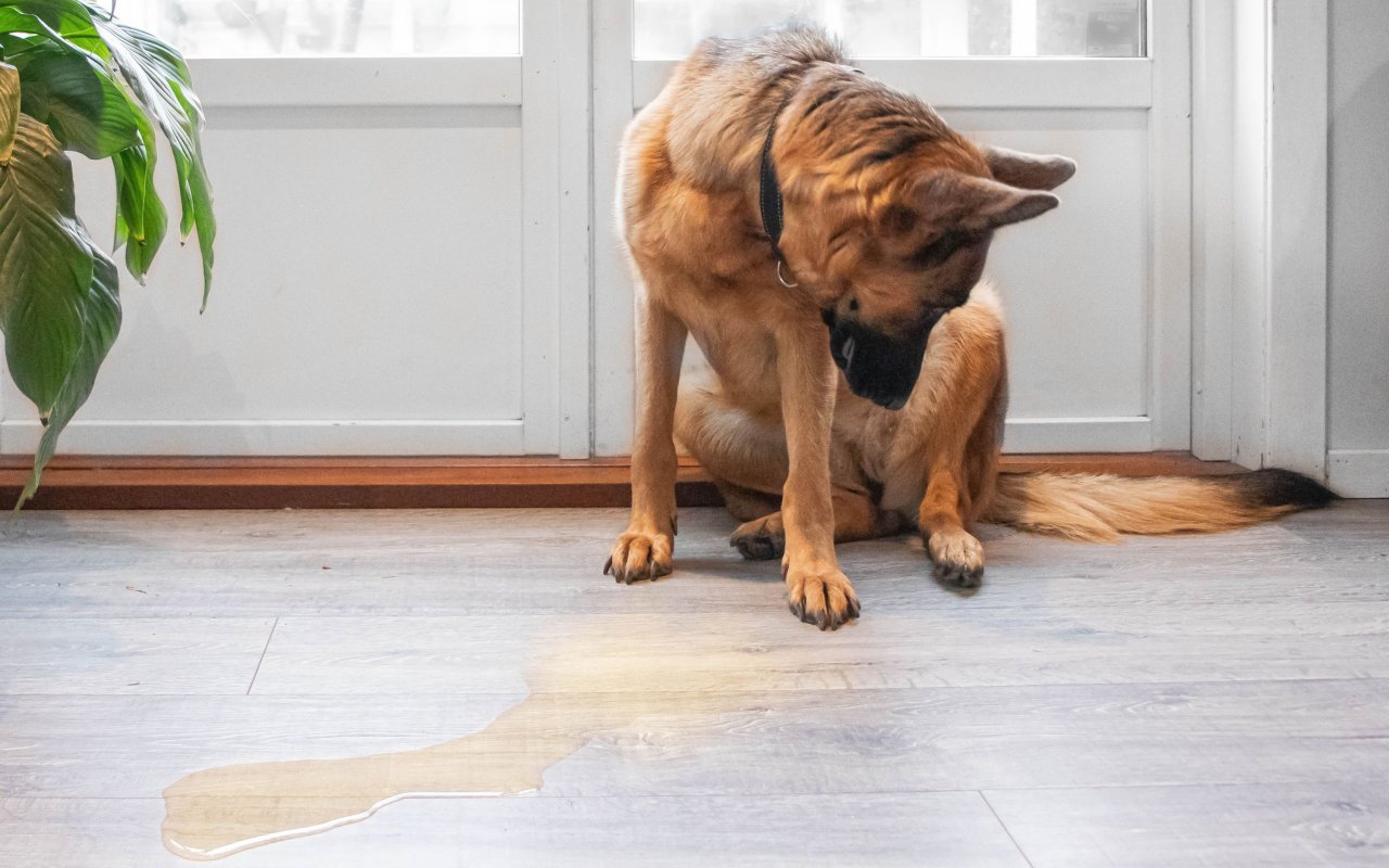 cane pastore tedesco ha fatto la pipì in casa