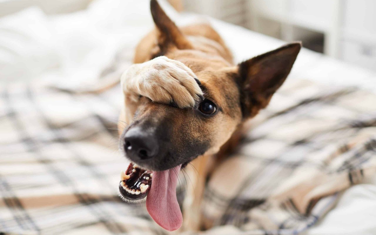 cane si copre il muso con la zampa