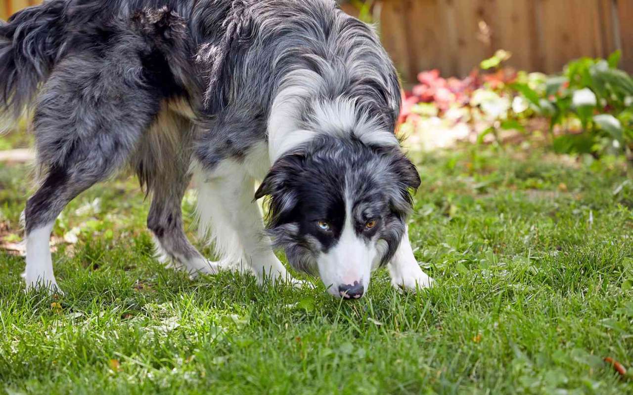 cane che annusa l'erba