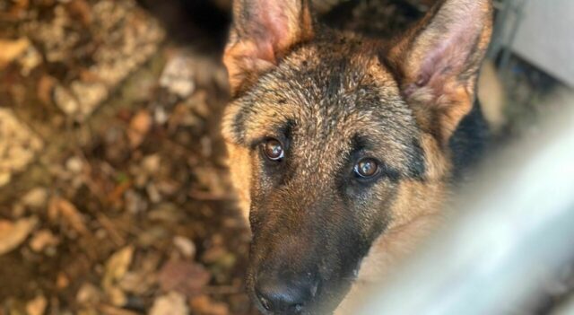 Il cane più ricco del mondo adotta Cinderella, una cucciola abbandonata