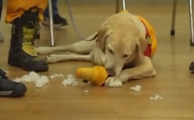 Lo hanno bocciato alla Scuola da Cane Poliziotto perché era troppo amichevole, ma questo Labrador ha trovato la sua vera vocazione (VIDEO)