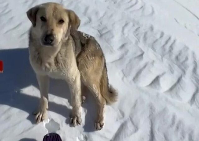 Cane randagio segue lo sciatore per vivere insieme una grande avventura in montagna