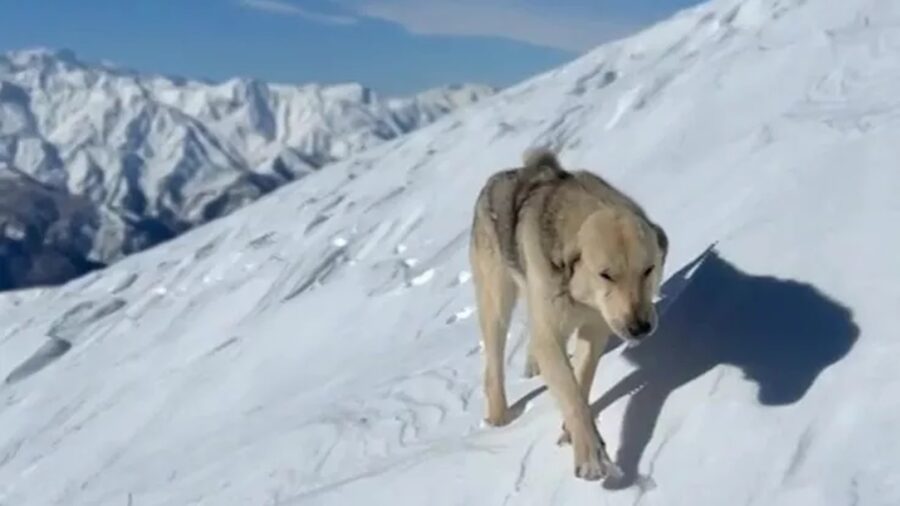 Cane segue lo sciatore
