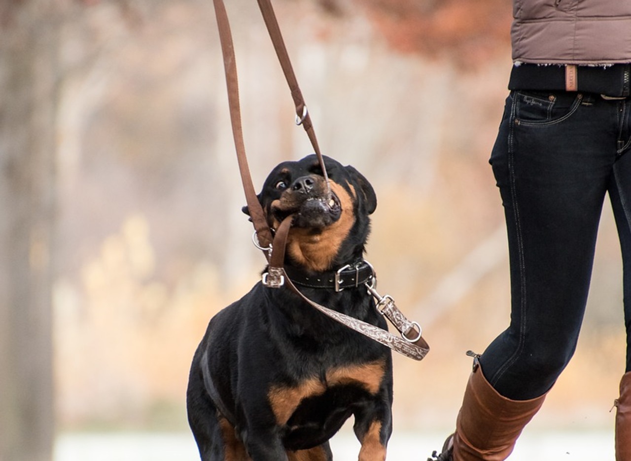 Cane al guinzaglio