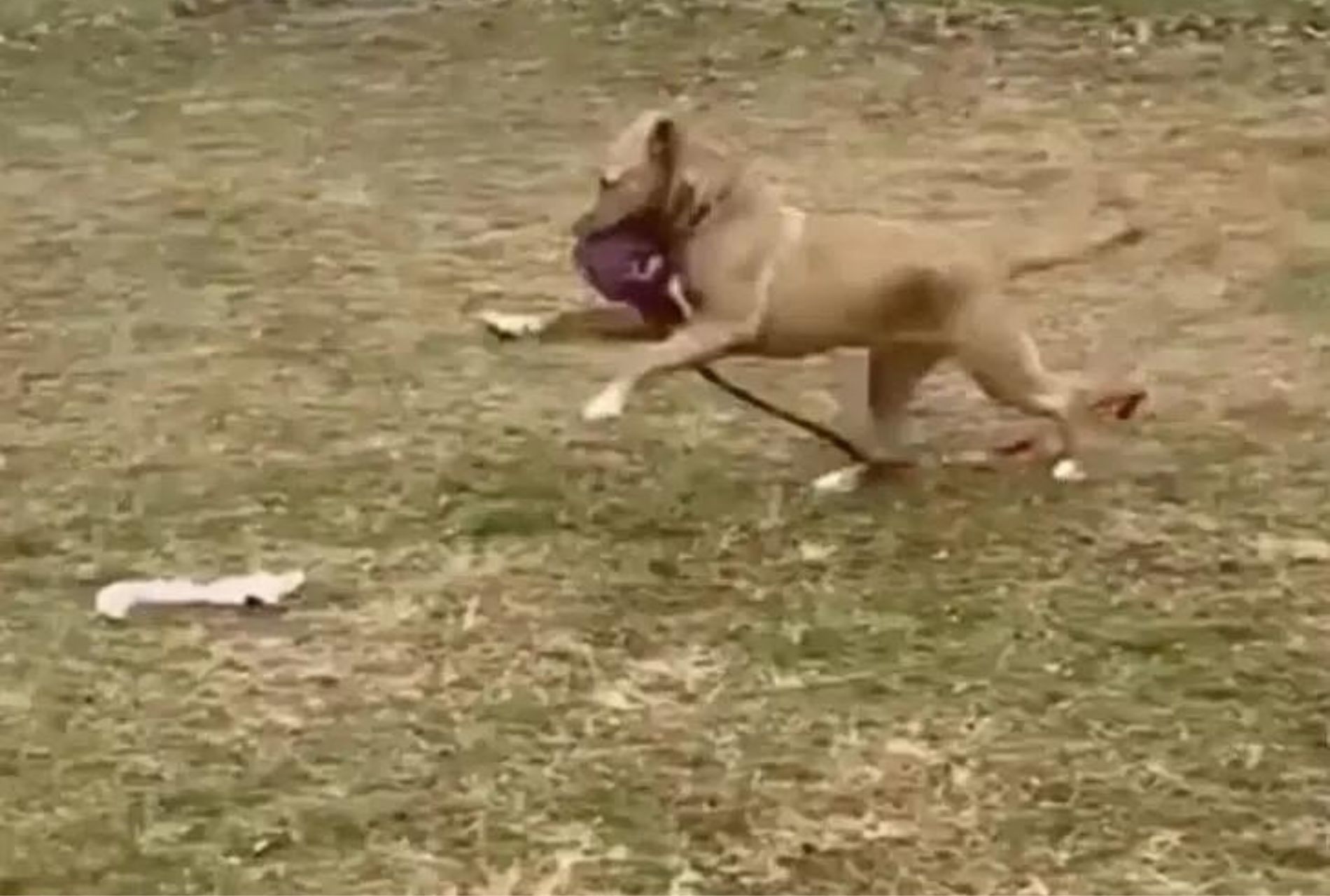 cane rimasto solo al rifugio