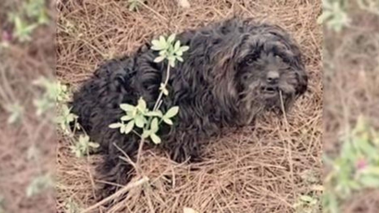 cane salvato dalla strada