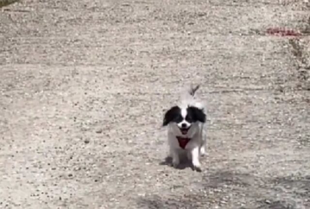 Affrontare l’orda o tirarsi indietro? La scelta di questo piccolo cagnolino è sicuramente la più saggia