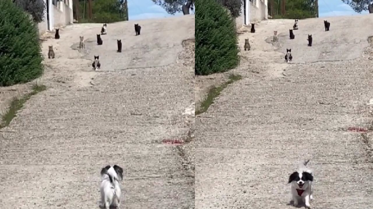 cane scappa da gatti